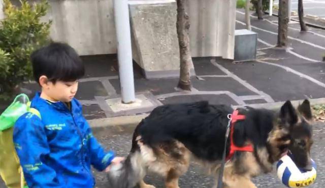 当狼犬遇上足球天才,德牧vs罗纳尔多直播视频,到底谁能赢? 当狼犬遇上足球天才,德牧vs罗纳尔多直播视频,到底谁能赢?